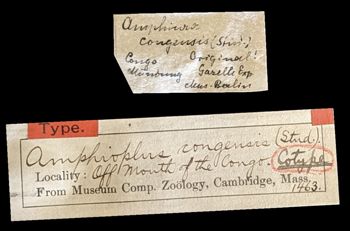 Media type: image;   Invertebrate Zoology OPH-1463 Aspect: labels
